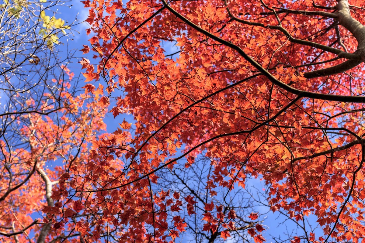 紅葉